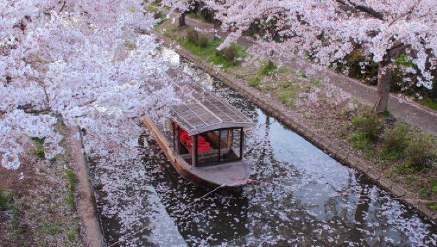 Kyoto Cherry Blossom Tour | Fushimi Ishibe Boat + Gokōnomiya Shrine + Optional Kaiseki Lunch/Dinner