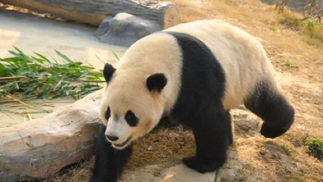 Lawatan sehari ke Mianyang Panda Sanctuary China + Kuil Air Suci + Kuil Arhat