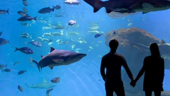 Akuarium Palma: Tiket masuk pantas + Pilihan 3D Cinema Aquadome