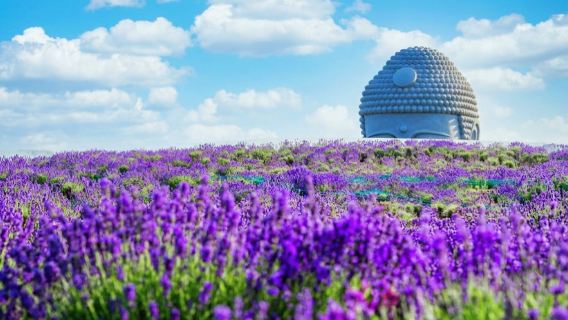 1-dags tur i Hokkaido til Tadao Andos Buddha · Ølmuseum · Fiskemarked · Moiwa Bjerg | Sapporo