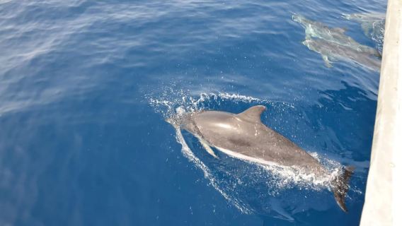 Morro Jable: Speedboat Dolphin & Whale Watching Tour