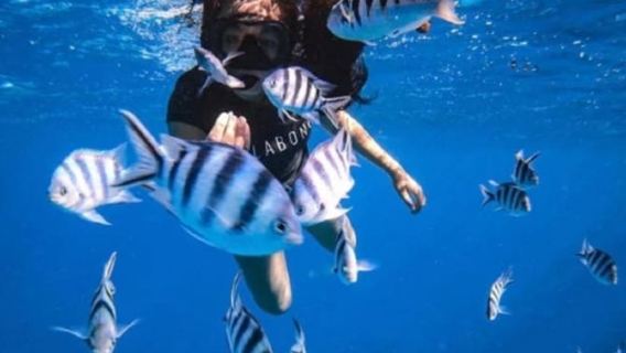 Tahiti: Shared Snorkeling Tour with Turtles