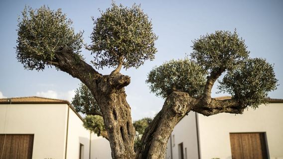 Tasting of sicilian olive oils and specialties
