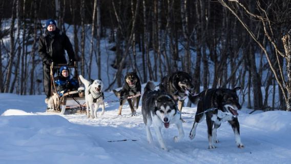 4hr Dog Sledding Trip in Gargia Valley
