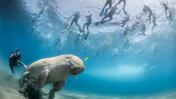 Marsa AlamExperiences