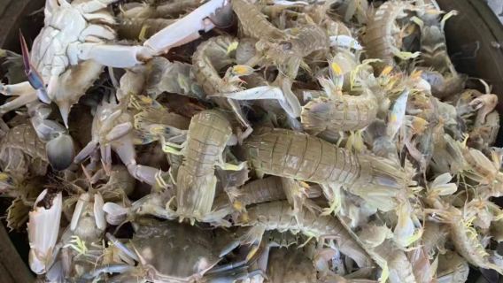 滄州黃驊南排河碼頭包船出海捕魚（漁獲現場加工或打包帶走）