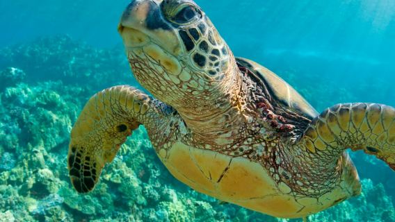 Tangalooma Wrecks & Dolphin Cruise from Brisbane