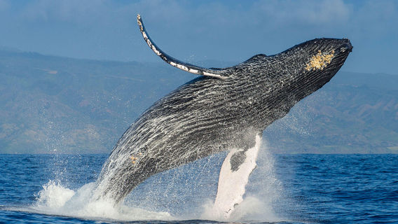 Monterey