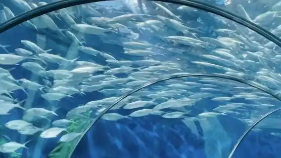 上海私人日遊+東方明珠塔+自助午餐+海洋水族館