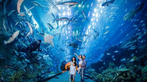 Dubai Attraction: Dubai Aquarium & Underwater Zoo Day Tours 4