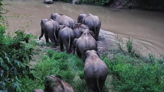 西雙版納野象谷+中科植物園+告莊夜市一日遊