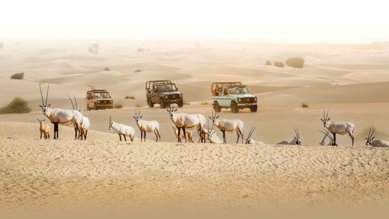 Safari vintage en G-Class à Dubaï dans la réserve d'Al Marmoom avec dîner bédouin de 5 plats