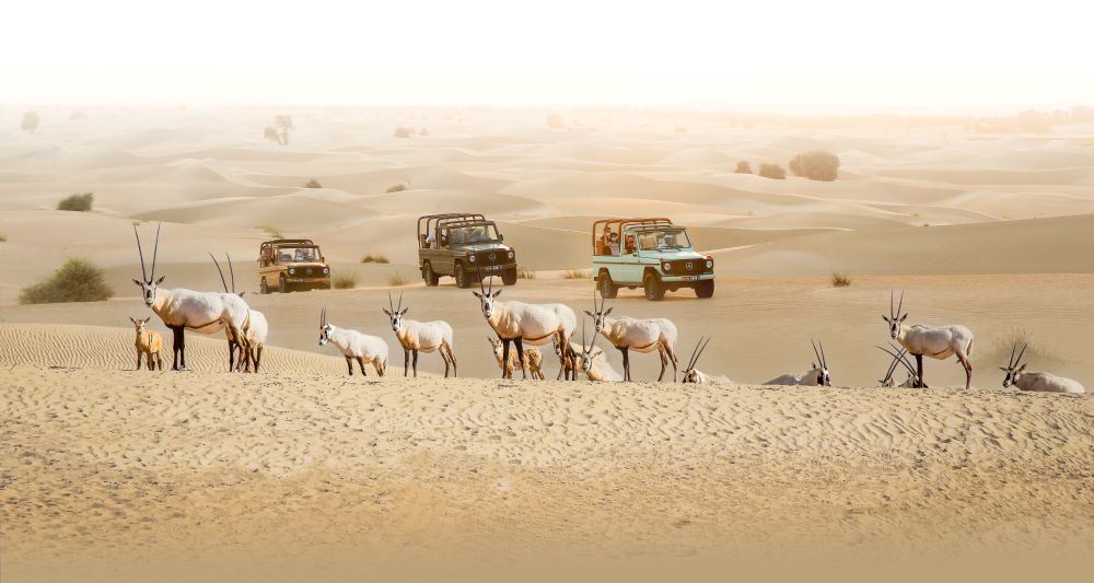 Dubai Vintage G-Class Heritage Wildlife Safari in Al Marmoom met 5-gangen Bedoeïenen-diner