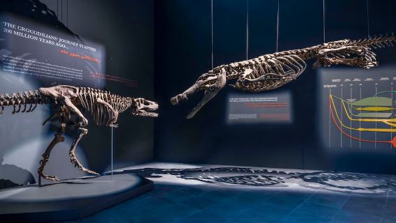 Tour del Dubai Crocodile Park e crociera con cena in dhow a Marina con trasferimenti privati