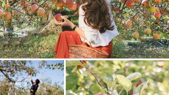 Dari Seoul: Pulau Nami, Petik Apel, dan Sepeda Rel