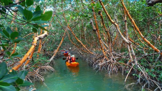 Los Haitises: Sunrise or Sunset wildlife focus
