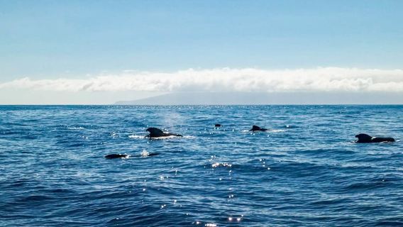 Excursión en velero para avistar ballenas y delfines – Los Gigantes (3 h)