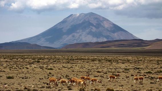 科爾卡峽谷一日遊：從阿雷基帕到普諾