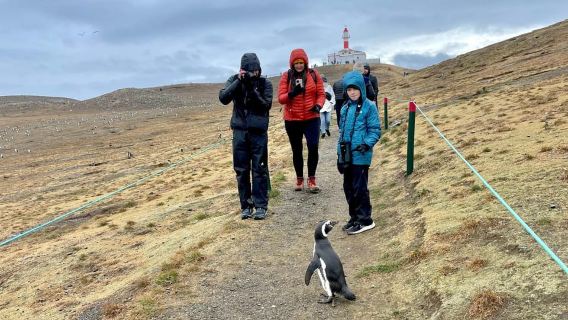 Ekspedisi Penguin: Berlayar ke Isla Marta dan Magdalena dari Punta Arenas
