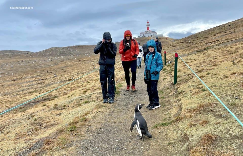 Chuyến thám hiểm chim cánh cụt: Đi thuyền đến Isla Marta và Isla Magdalena từ Punta Arenas