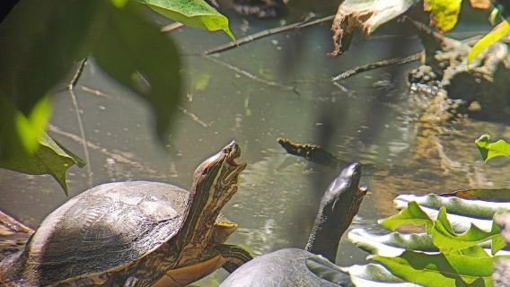 Snorkeling + escursione guidata al Parco Nazionale Cahuita