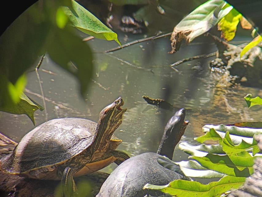 Snorkeling + Pendakian Berpemandu di Taman Nasional Cahuita
