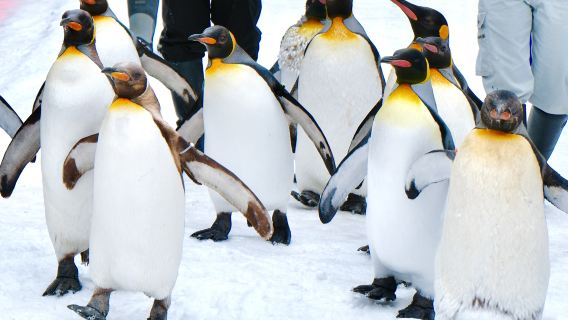 однодневный тур в зоопарк Асахияма, водопад Ширахиге и Бiei из Саппоро, Хоккайдо