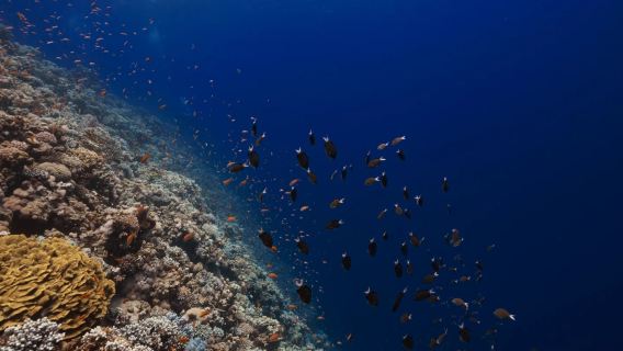 однодневный тур в Шарм-эль-Шейх (Египет) + Голубая дыра + городок Дахаб|Легенда о глубокой синеве Голубой дыры