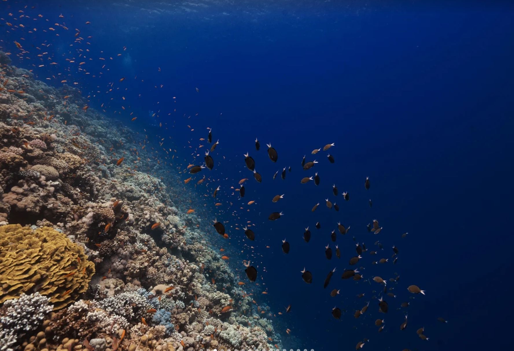 1-day tour to Sharm El Sheikh + Blue Hole + Dahab Town in Egypt|The legend of the deep blue at the Blue Hole