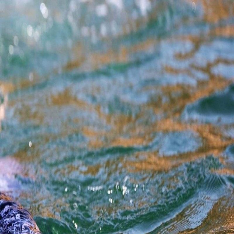 4-hour diving and snorkeling experience in Muscat, Oman [Luxury Arabian sailing boat dolphin watching and snorkeling tour in Muscat, Oman 162693]