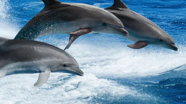 濟州島一日遊｜經典西南線｜追海豚+小羊肖恩+山茶花｜精品純玩