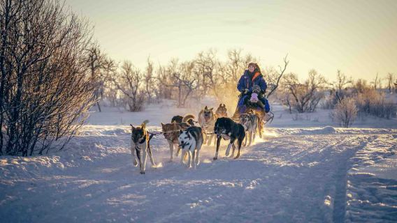 Tromso|Husky Sledding 1H Breivik/Tamok