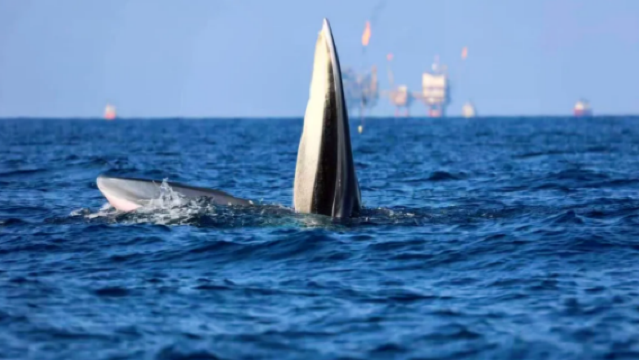 【北海潿洲島遊艇尋鯨】廣西北海觀鯨體驗/海上尋布氏鯨/遊艇觀光（北海限定特色體驗）