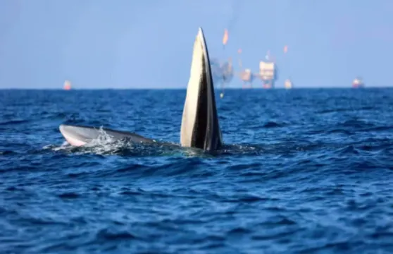 【北海潿洲島遊艇尋鯨】廣西北海觀鯨體驗/海上尋布氏鯨/遊艇觀光（北海限定特色體驗）