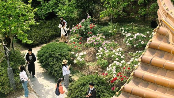 Wuhan East Lake Peony Garden · professional photography tutorial tour · includes photography equipment, admission ticket and round-trip transfer
