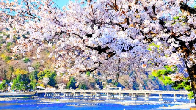 오사카 출발 더블 고도 - 교토 나라 사슴 체험 + 후시미 이나리 신사 + 아라시야마 관광열차 당일 치기 여행