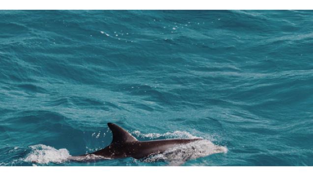 Muscat: Lawatan Bot Menonton Lumba-lumba