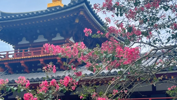 日本大阪來回宇治+京都-祇園-金閣寺-三年坂（產寧坂）-私享行