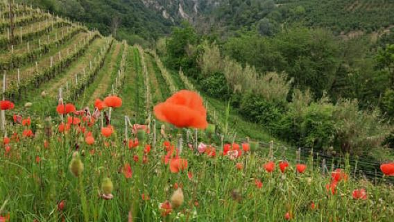 Langhe: E-Bike Rental with Food and Wine Experiences in the Barbaresco Area