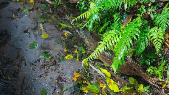 Deniyaya: Private Village Tour, Patna Sliding Rock & Lunch