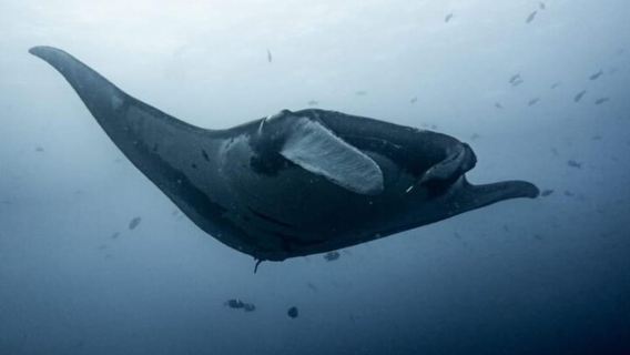 Tamarindo: Discover Scuba Diving at Catalina Islands