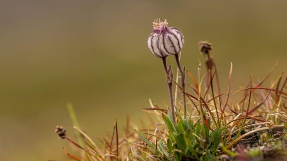 Longyearbyen: Wildlife Safari & Slow Hiking Photography Tour