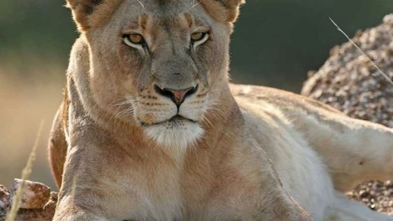 เคปทาวน์: ทัวร์ซาฟารี Aquila แบบกลุ่มเล็ก พร้อมชิมไวน์