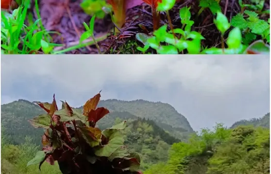 南寶山森林吸氧，溶洞探險，挖野菜趣味休閒純玩一日遊