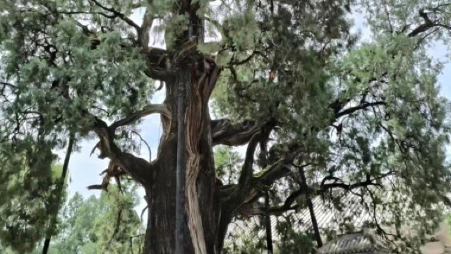 大團【西安市二環接】黃河壺口瀑布+黃帝陵+軒轅廟一日遊