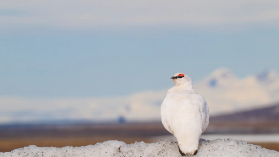 Longyearbyen, Noruega: Excursión de medio día de fotografía de vida silvestre polar 4.5h