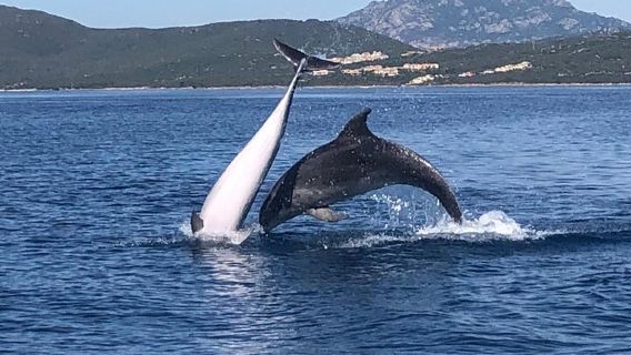 Olbia