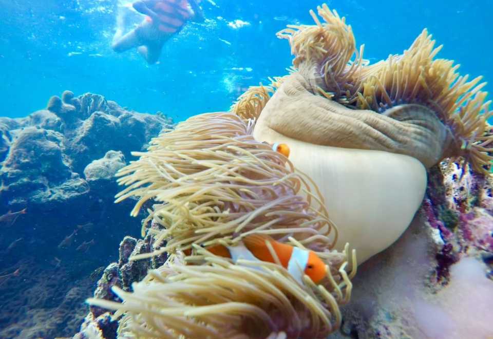 Phi Islands & Maya Bay & Mai Thon Island Dolphin Watching Day – Wildlife & Nature Tour