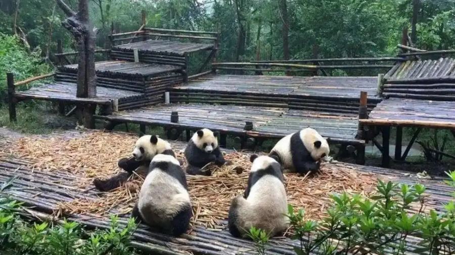 熊貓谷+都江堰或成都私人旅遊