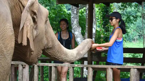 大象高地 - 清邁風景山區全日道德大象體驗